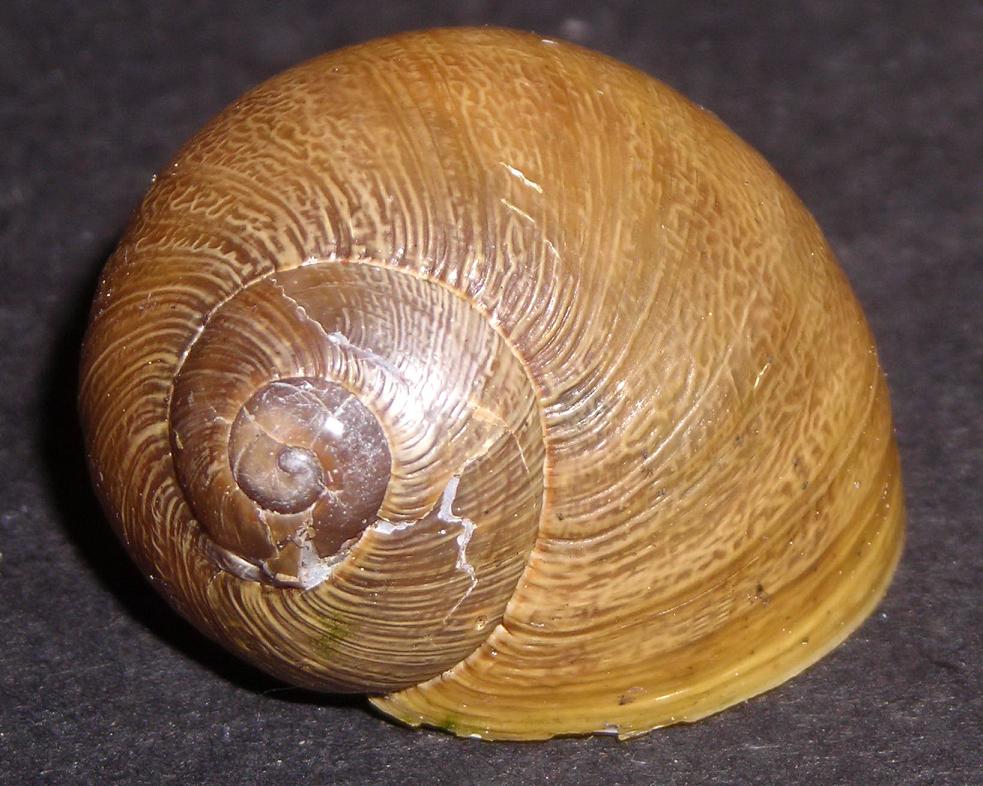 Chiocciola da Pisa